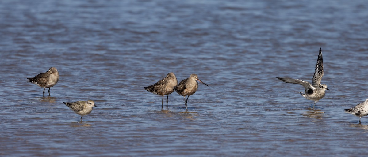 Hudsonian Godwit - ML624081837