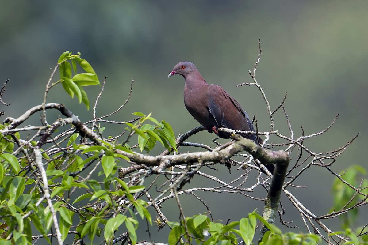 Peruvian Pigeon - ML624081838