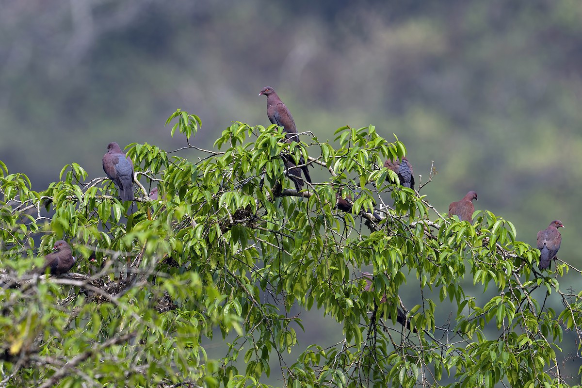 Peruvian Pigeon - ML624081839