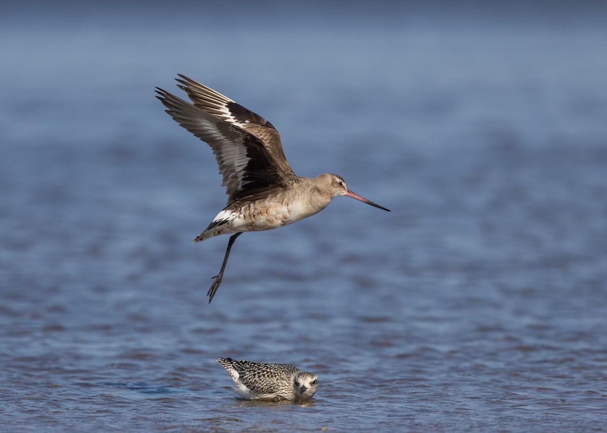 Hudsonian Godwit - Jay McGowan