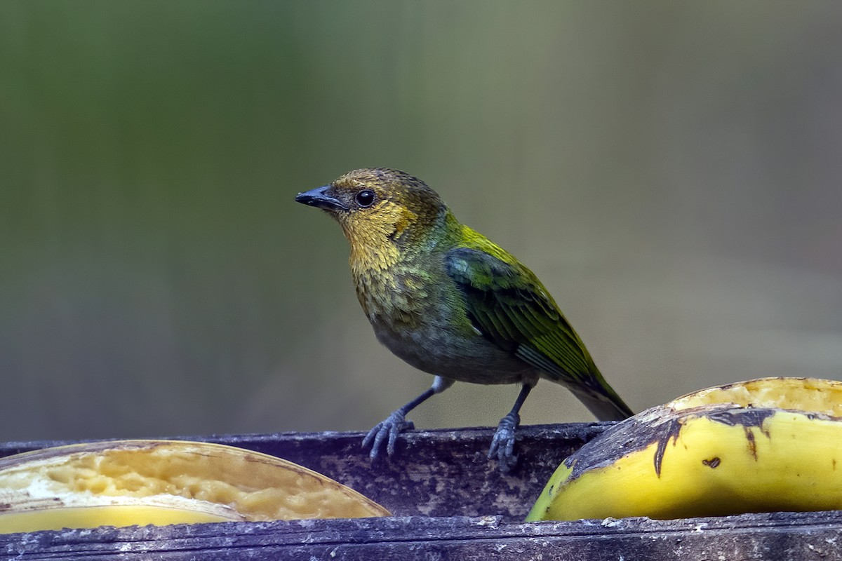 Silvery Tanager - ML624081896