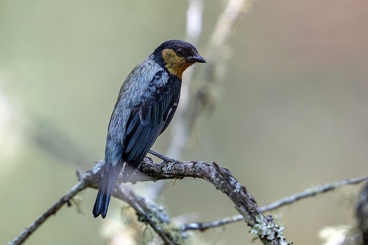 Silvery Tanager - ML624081897