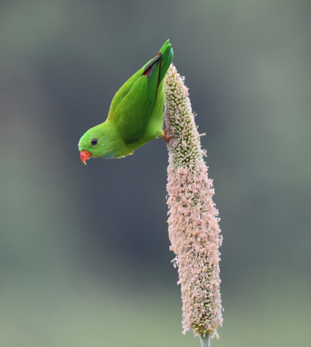 Vernal Hanging-Parrot - ML624081905