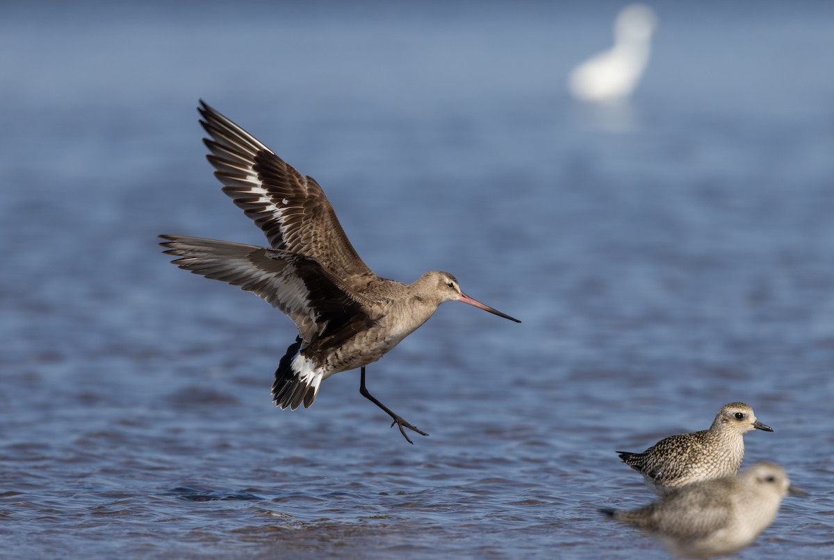 Hudsonian Godwit - ML624081906