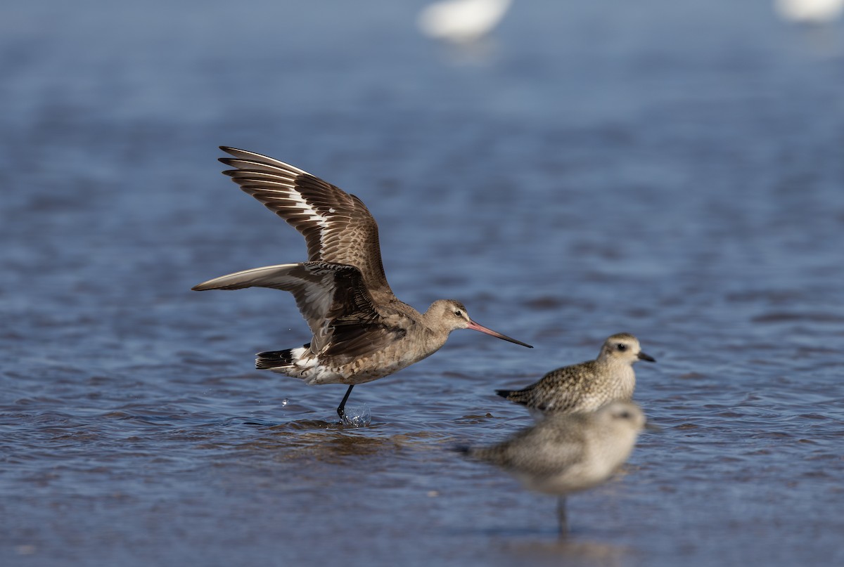 Hudsonian Godwit - ML624081907