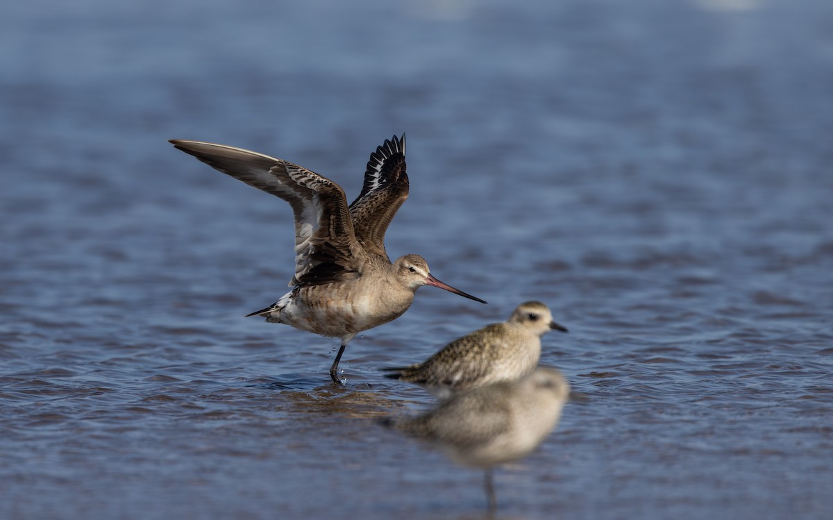 Hudsonian Godwit - ML624081908