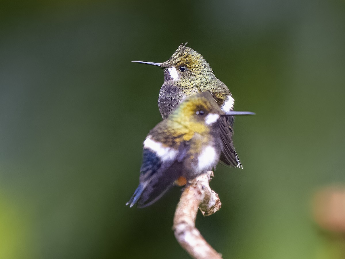 Wire-crested Thorntail - ML624081911