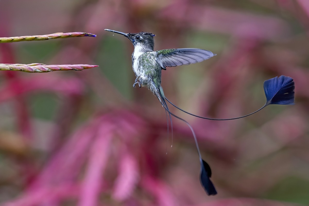 Marvelous Spatuletail - ML624081927