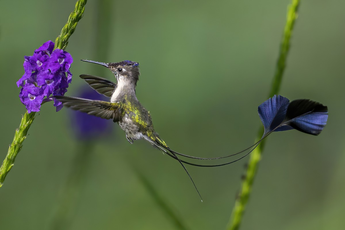 Marvelous Spatuletail - ML624081928