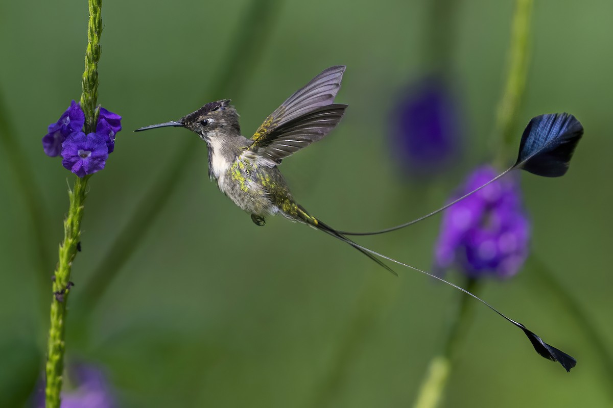 Marvelous Spatuletail - ML624081929