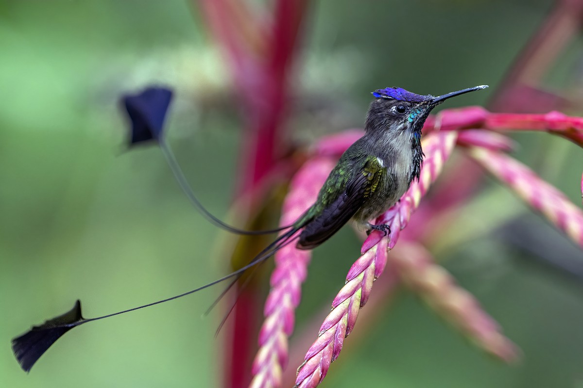 Marvelous Spatuletail - ML624081930