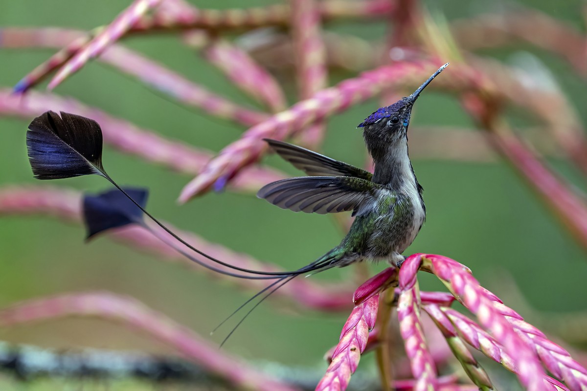 Marvelous Spatuletail - ML624081931