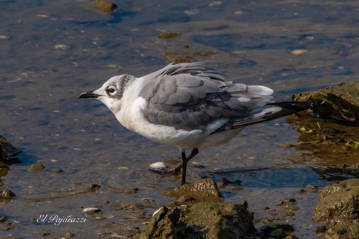 Franklin's Gull - ML624081948