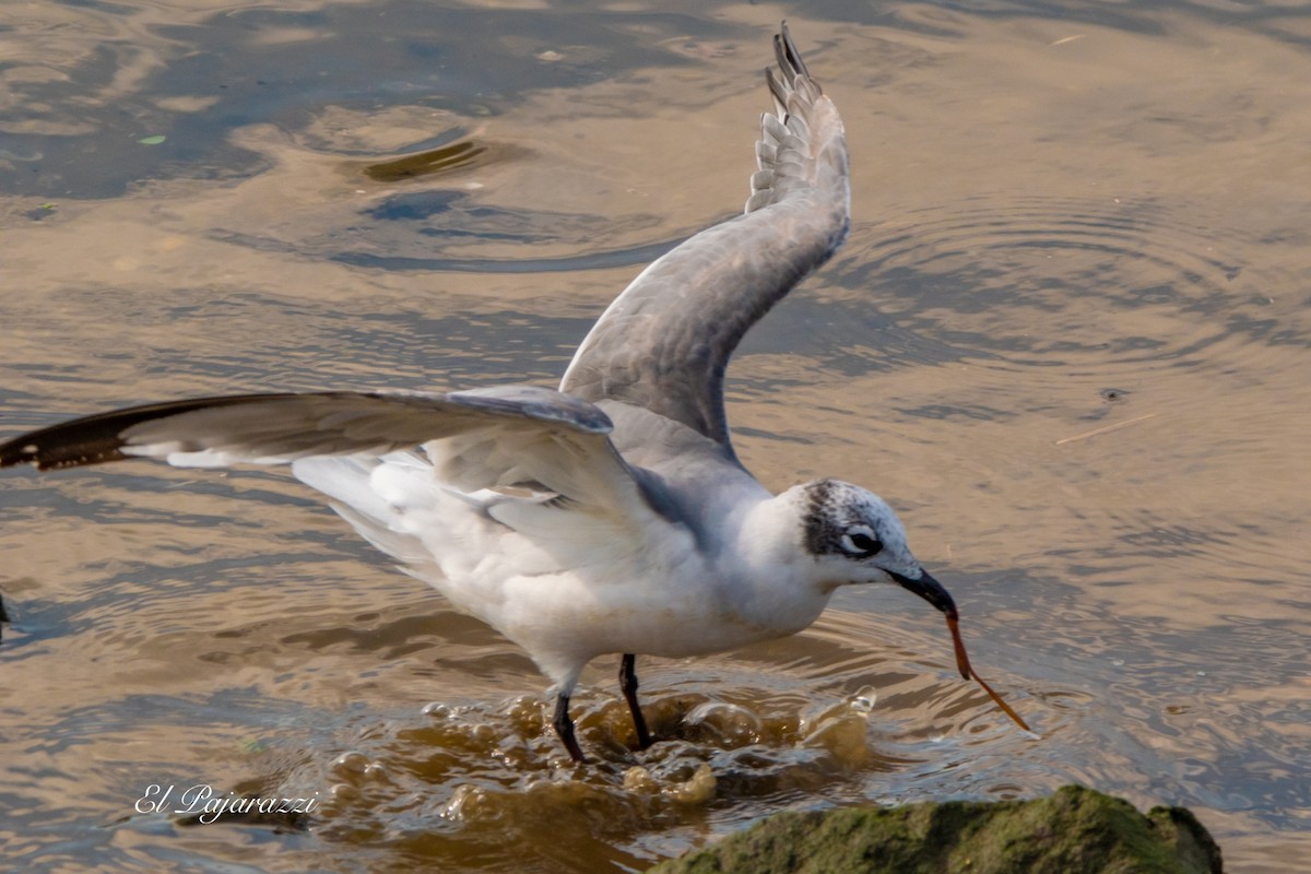 Franklin's Gull - ML624081949