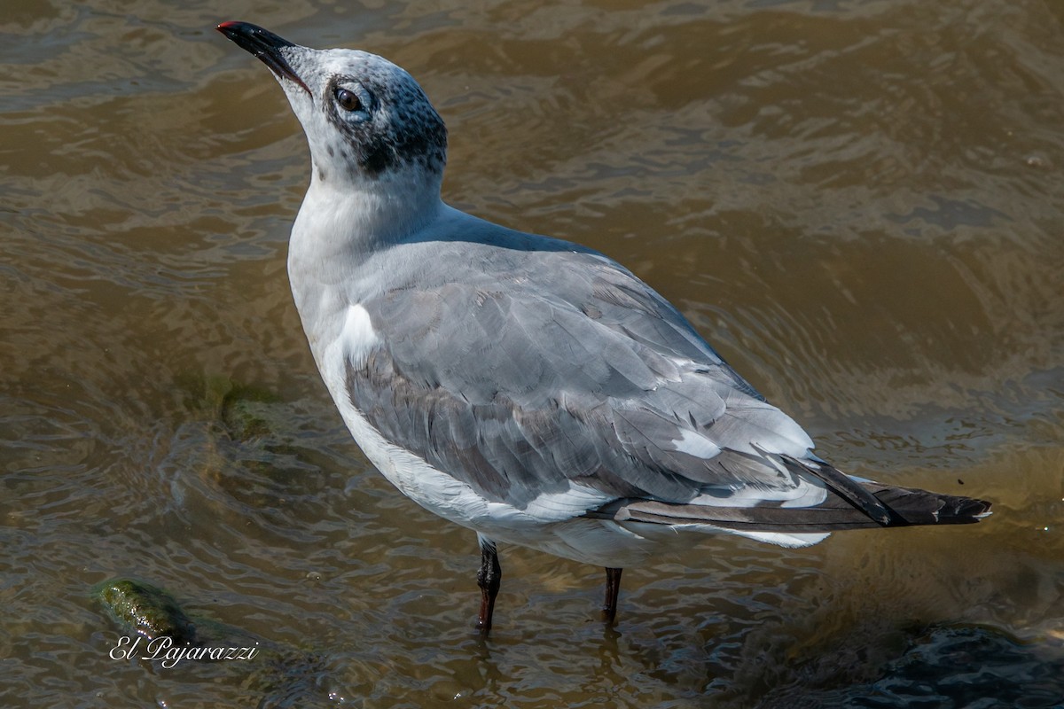 Franklin's Gull - ML624081952