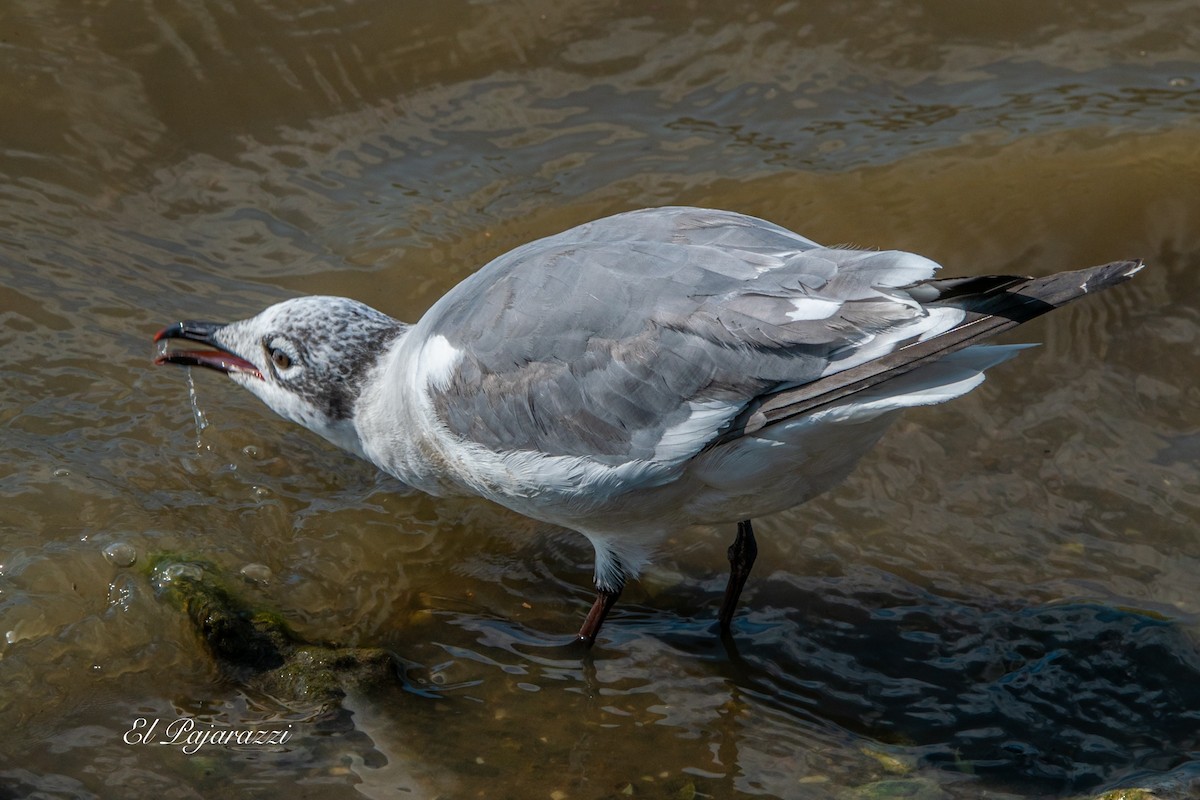 Franklin's Gull - ML624081954