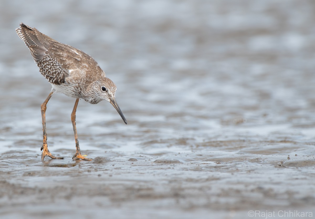 Common Redshank - ML624081957