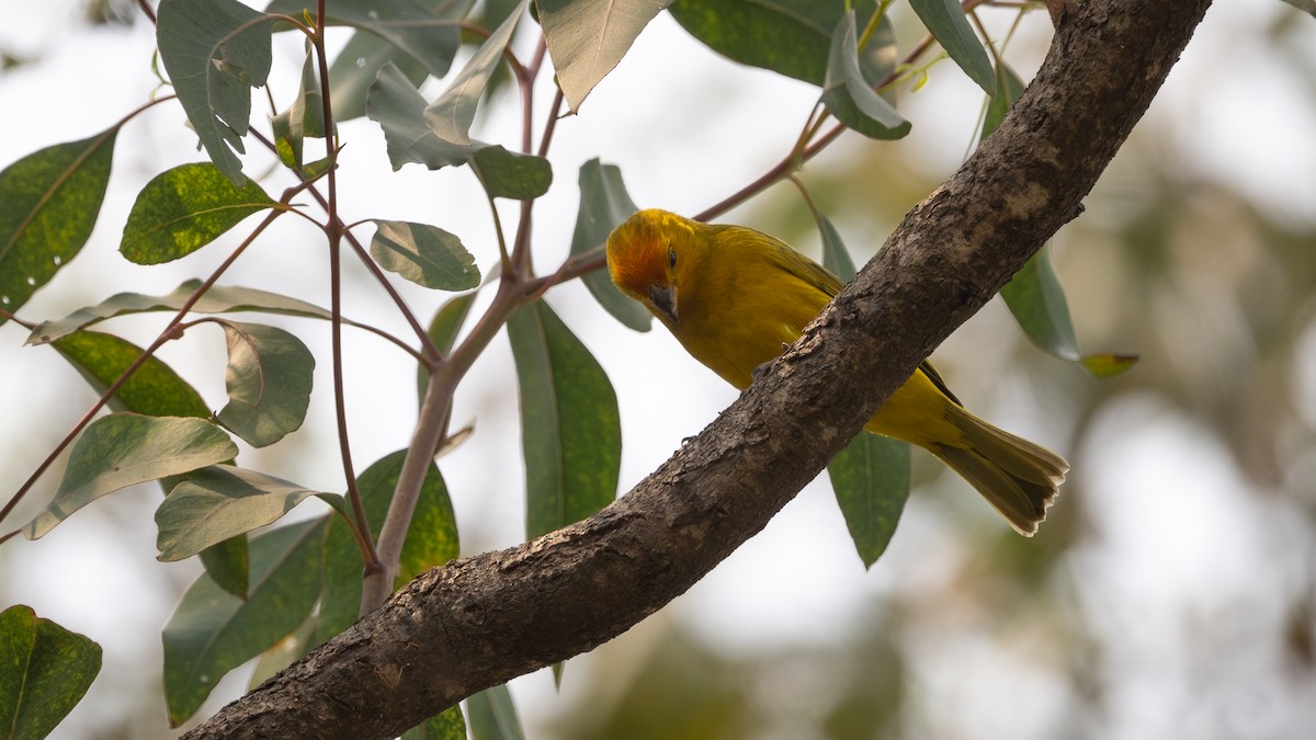 Saffron Finch - ML624081958