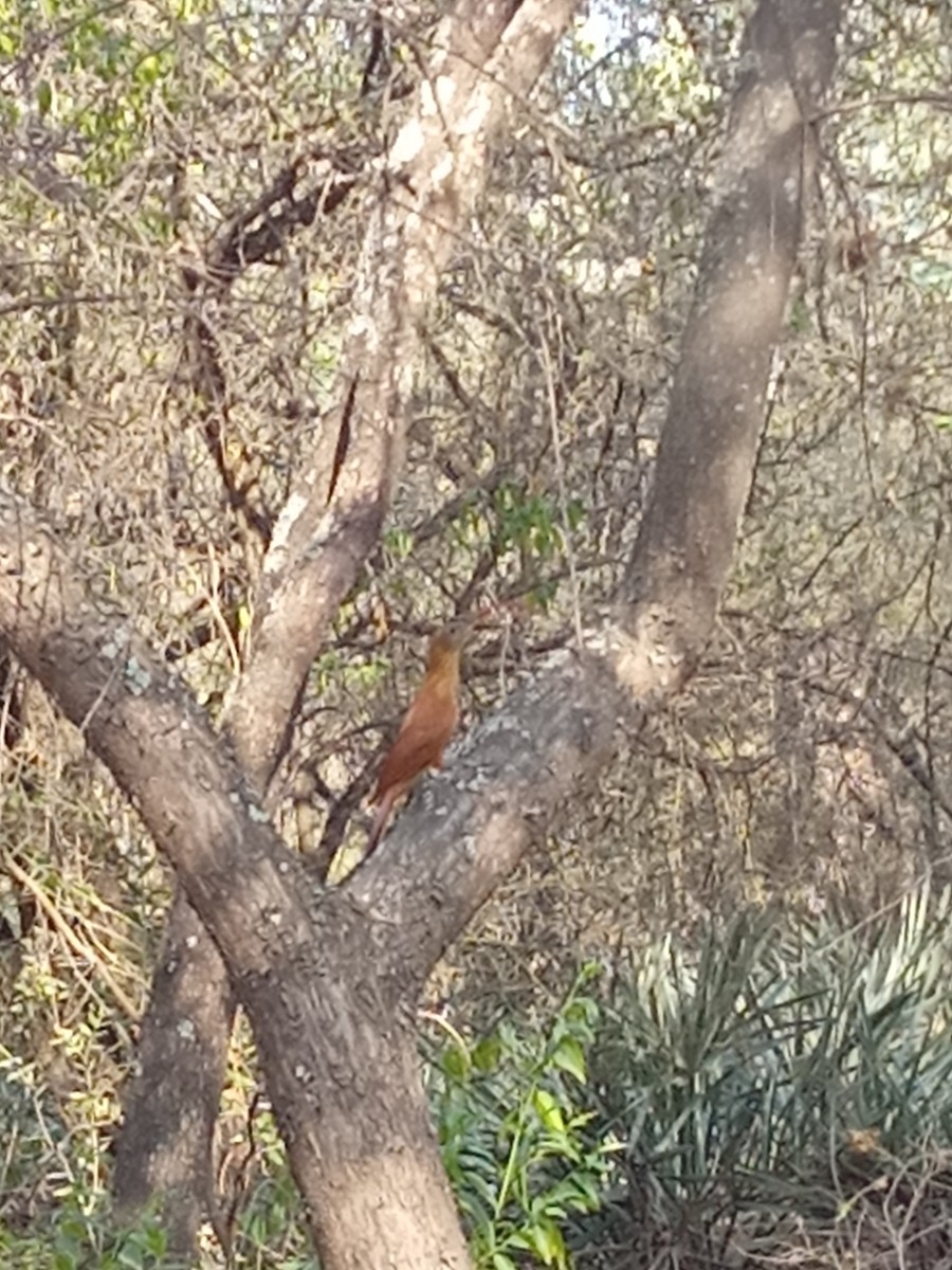 Red-billed Scythebill - ML624081965