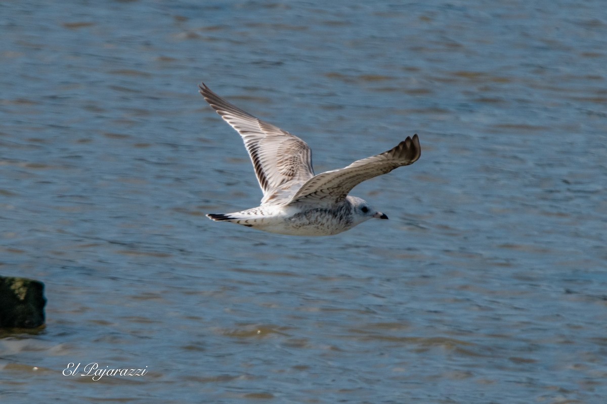 Common Gull - ML624081973