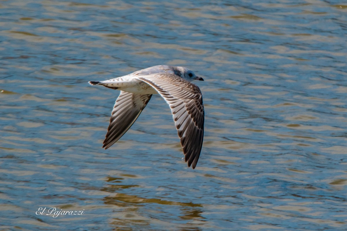 Common Gull - ML624081974