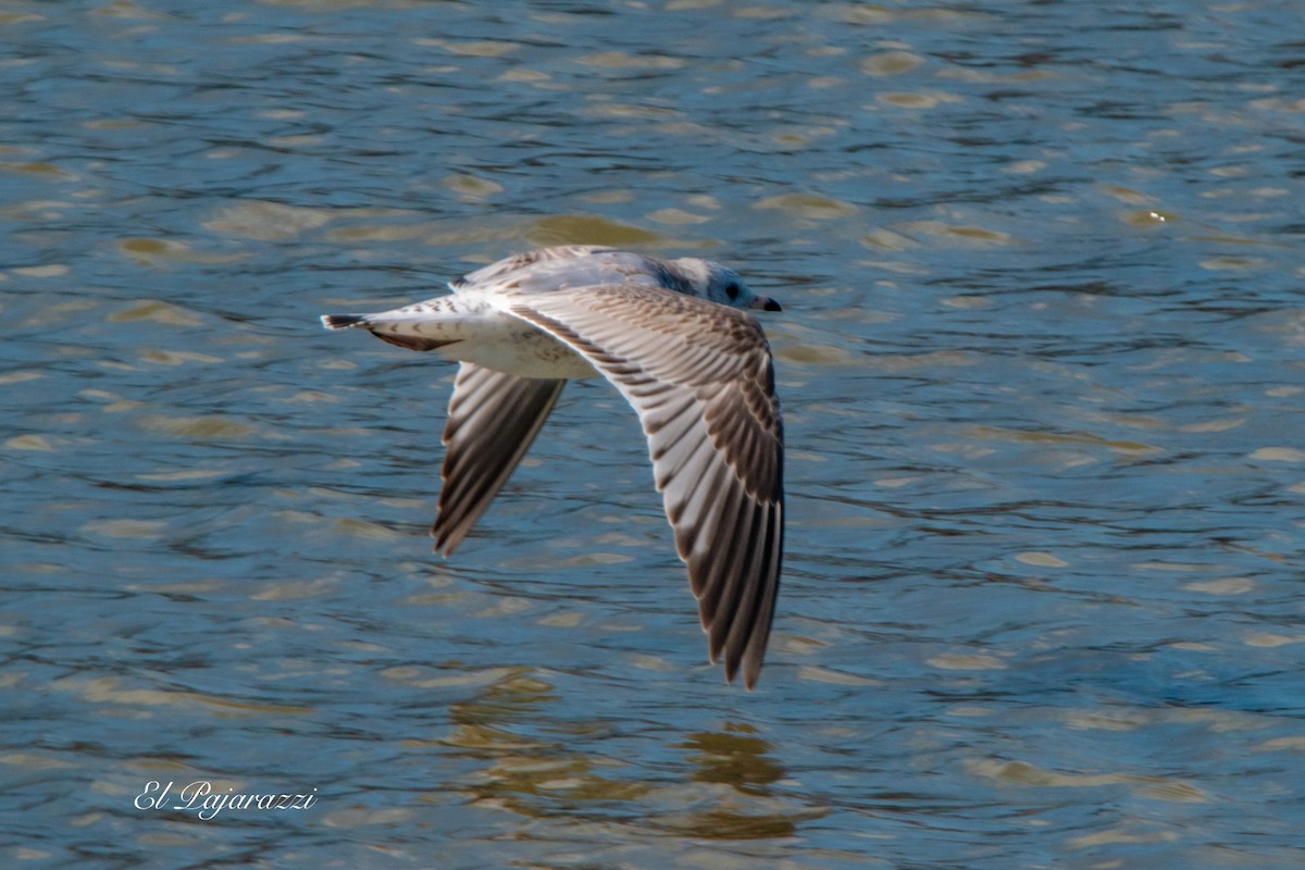 Common Gull - ML624081975