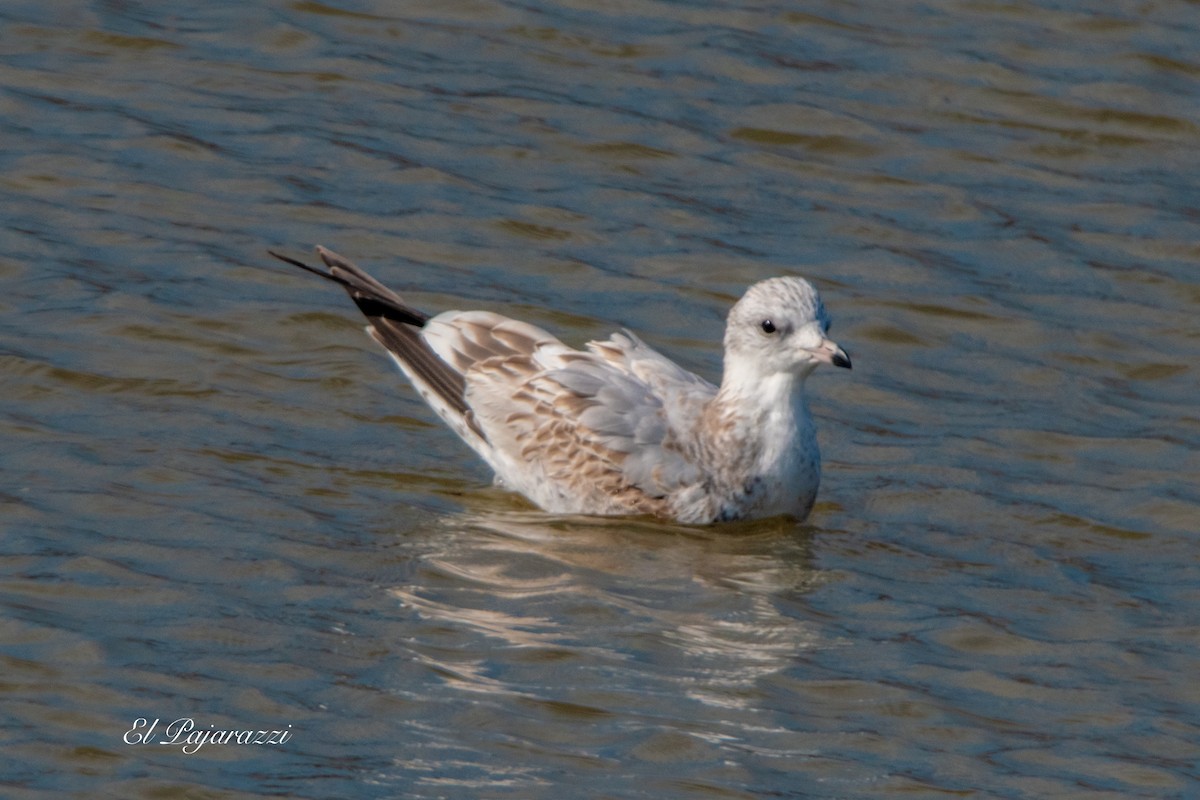 Common Gull - ML624081977