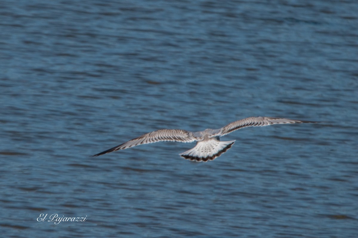 Common Gull - ML624081979