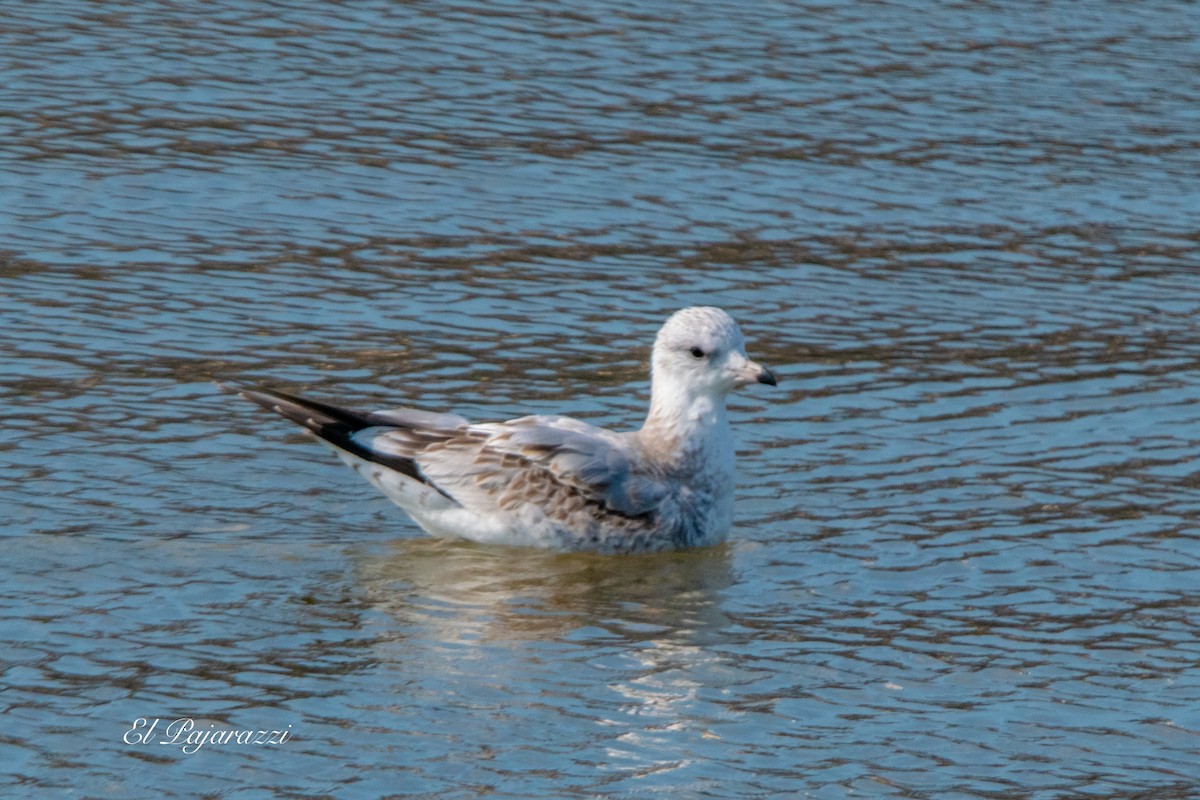 Common Gull - ML624081980