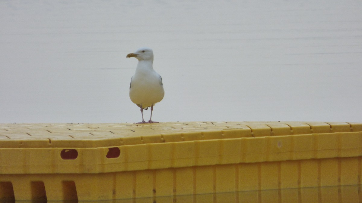 racek stříbřitý (ssp. smithsonianus) - ML624081981