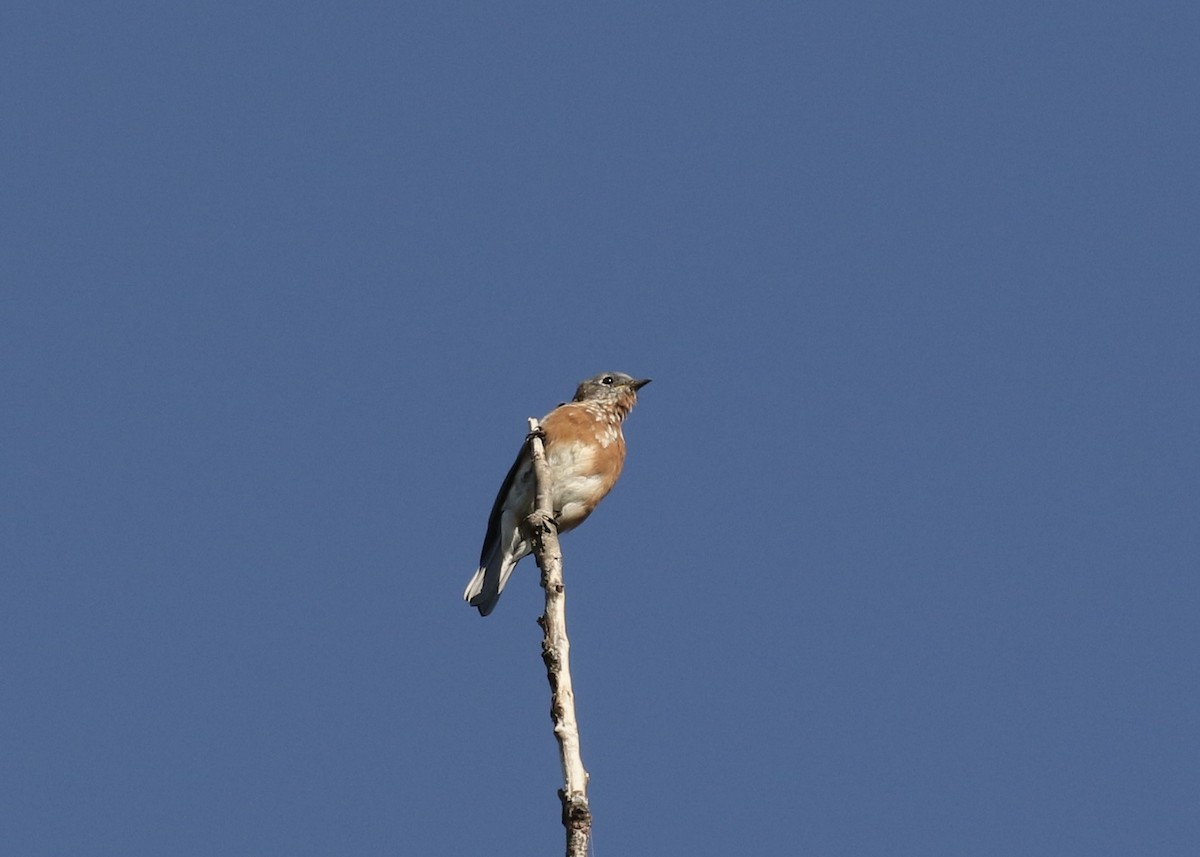 Eastern Bluebird - Mary Backus