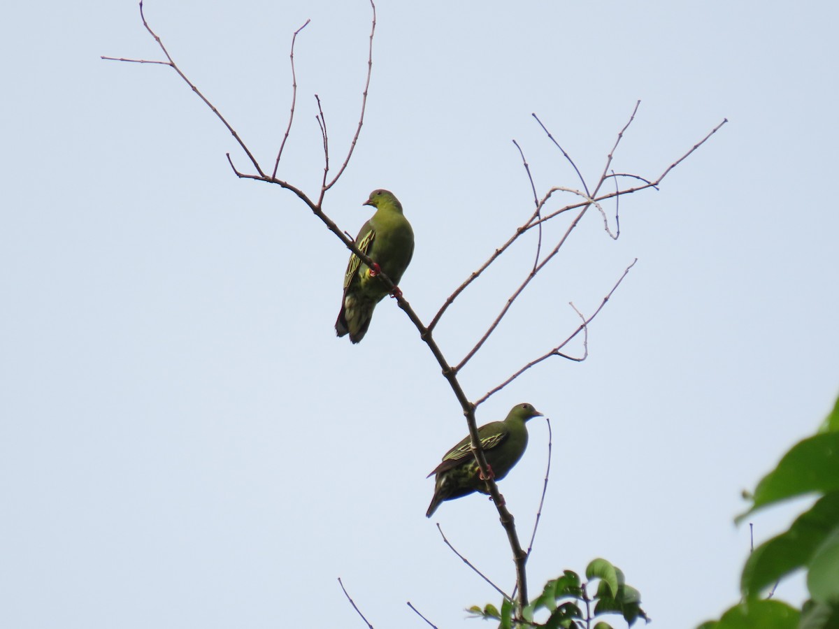 Cinnamon-headed Green-Pigeon - Bosco Chan