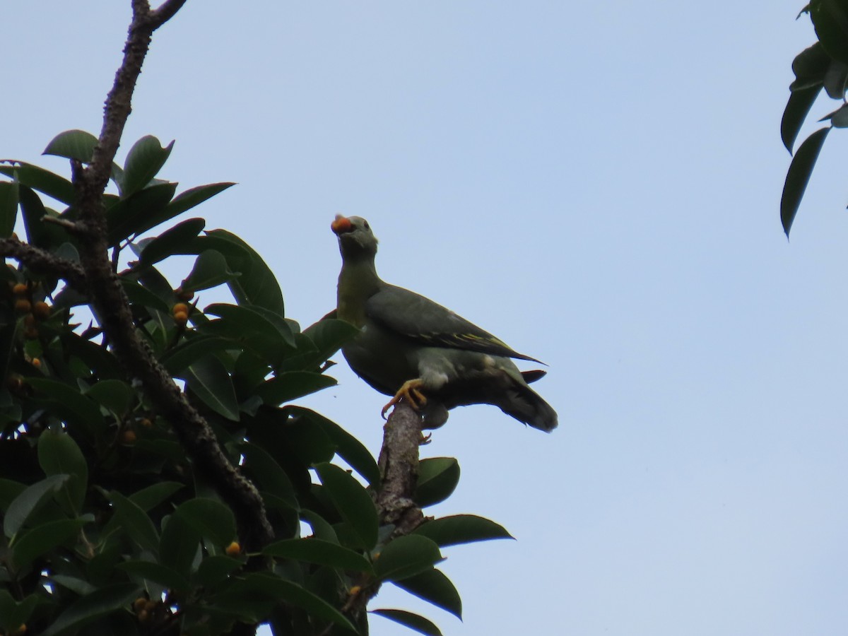 Large Green-Pigeon - ML624082006