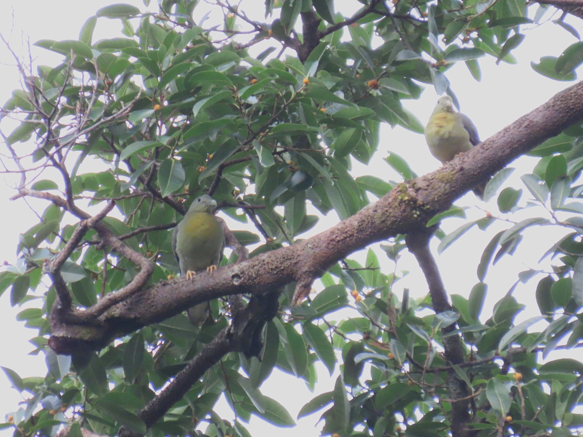 Large Green-Pigeon - ML624082015