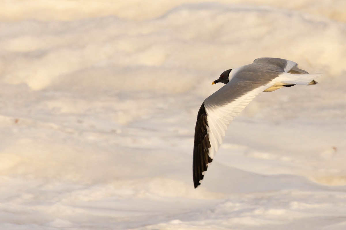 Sabine's Gull - ML624082057