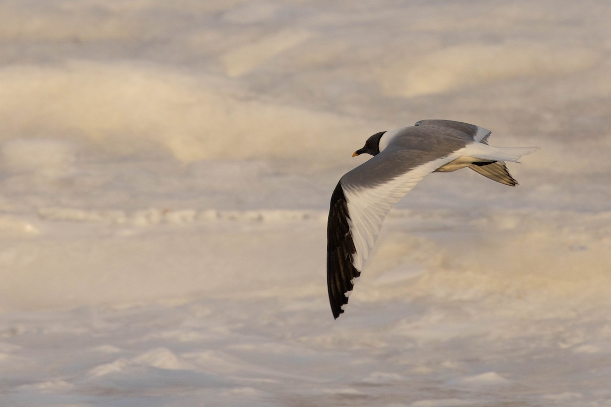 Sabine's Gull - ML624082060