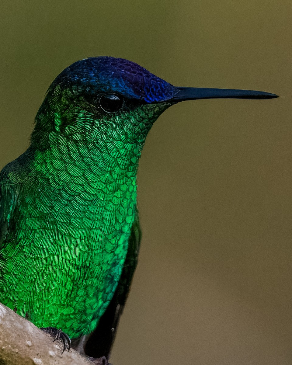 Violet-capped Woodnymph - ML624082065