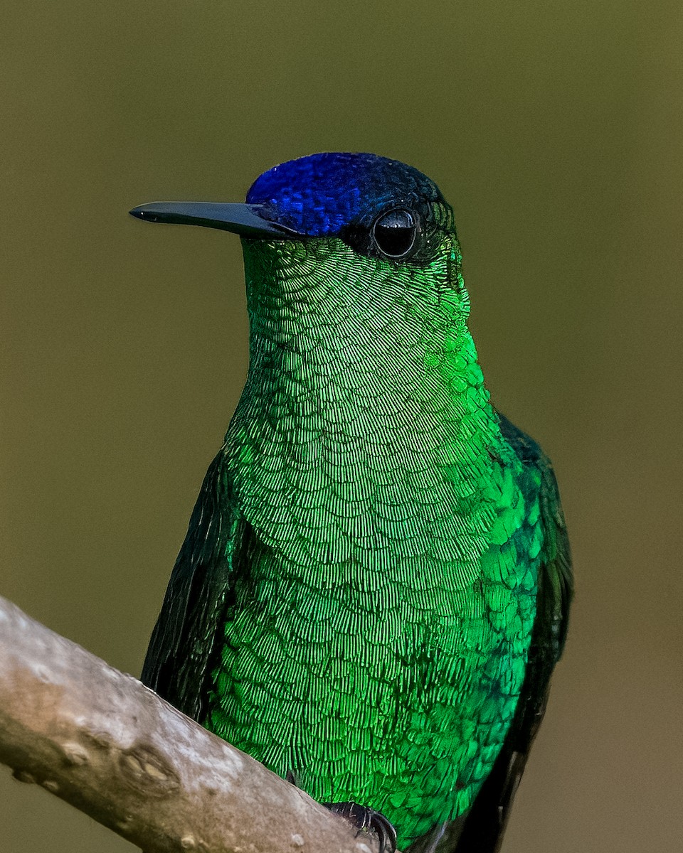 Violet-capped Woodnymph - ML624082066