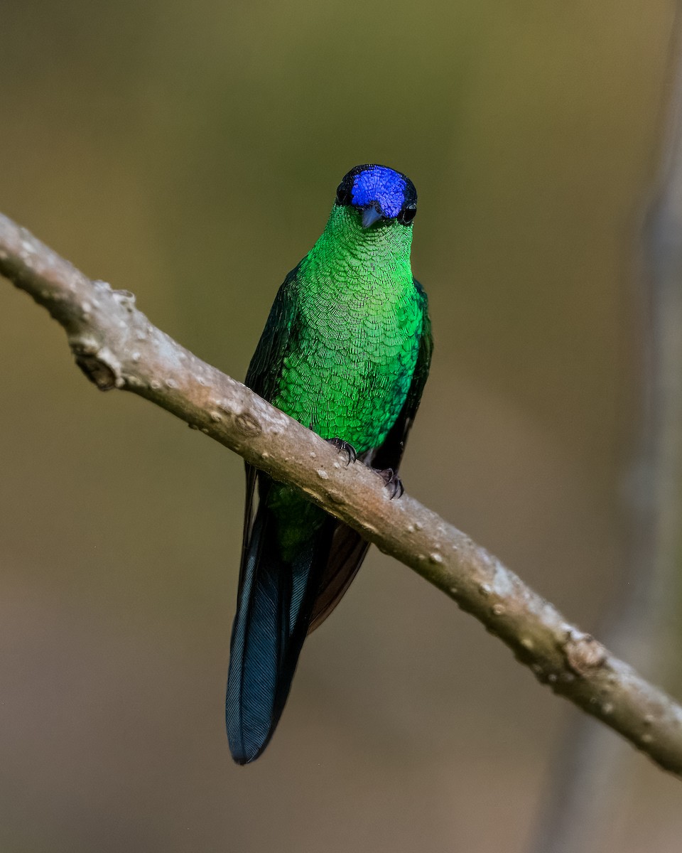 Violet-capped Woodnymph - ML624082070