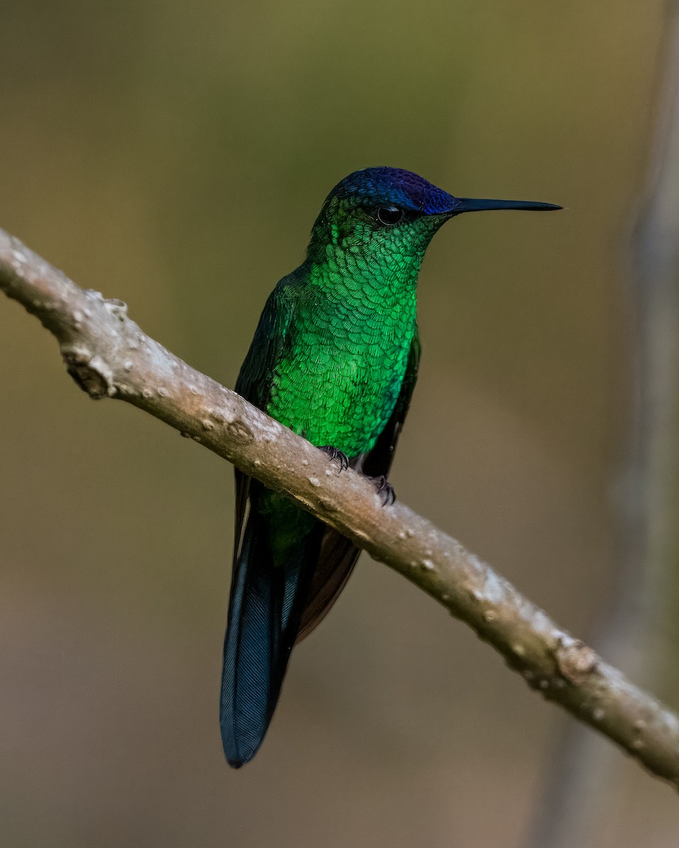 Violet-capped Woodnymph - ML624082071