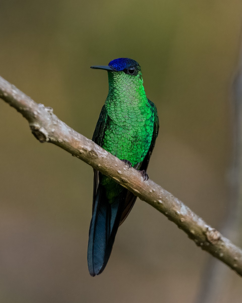 Violet-capped Woodnymph - ML624082072