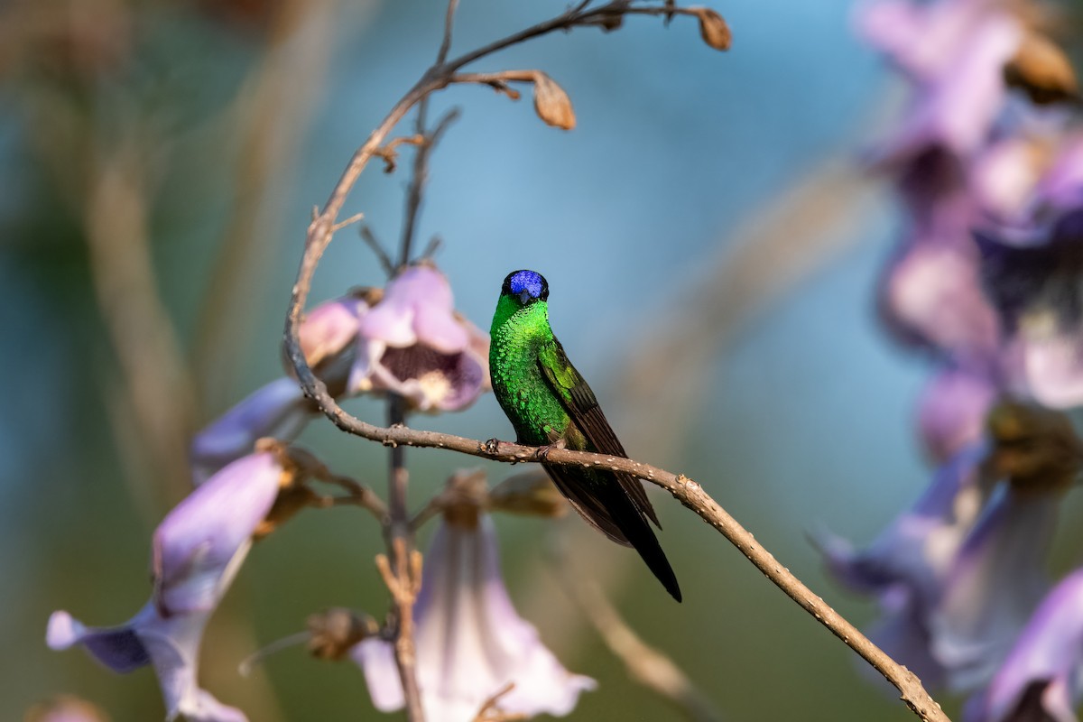 Violet-capped Woodnymph - ML624082074