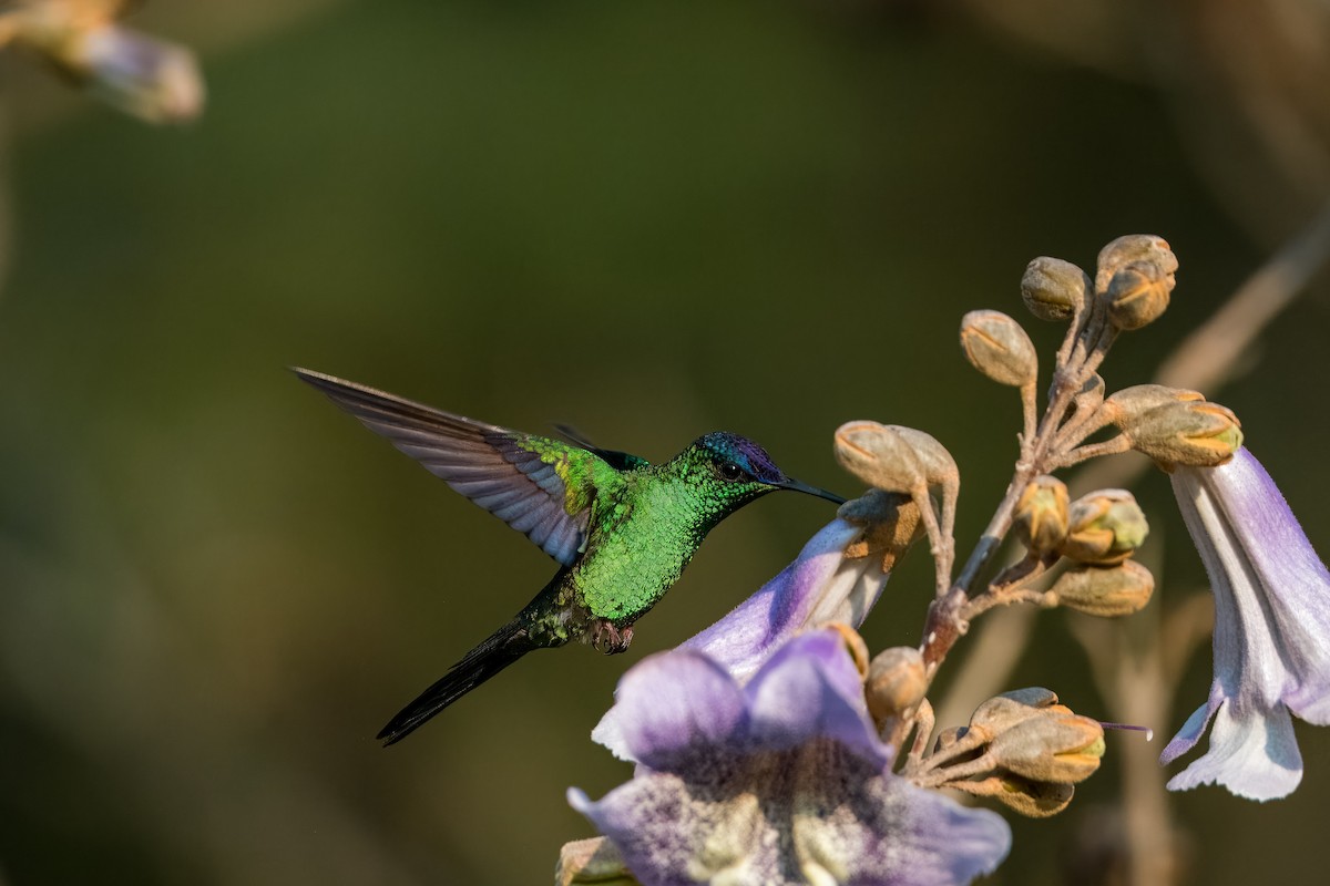 Violet-capped Woodnymph - ML624082077