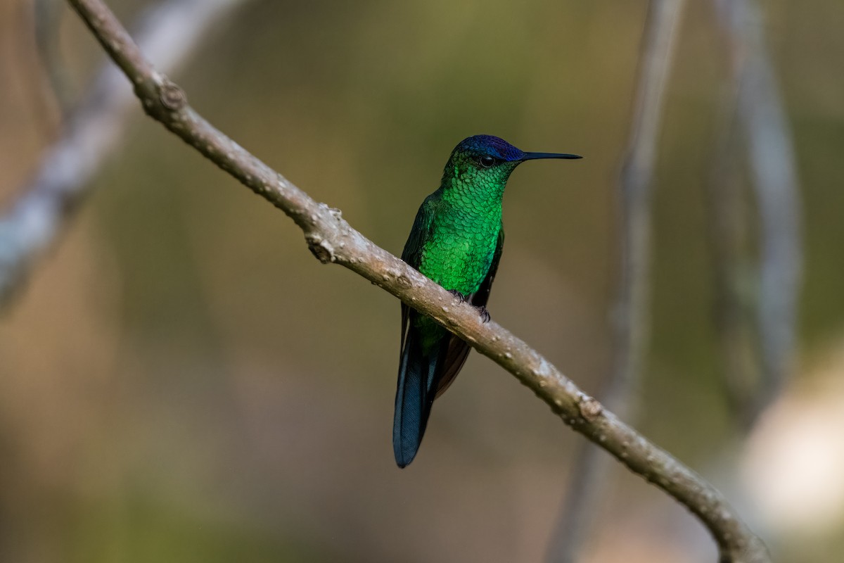 Violet-capped Woodnymph - ML624082078