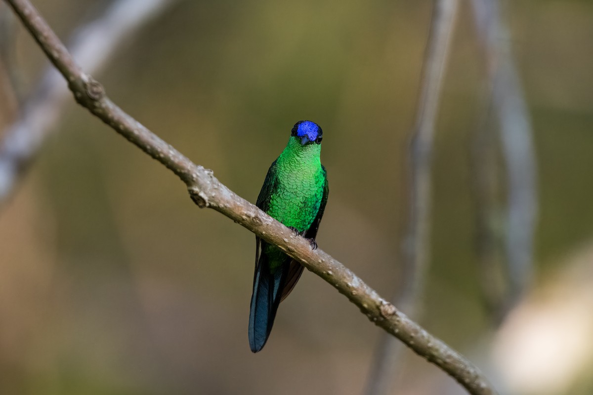 Violet-capped Woodnymph - ML624082079