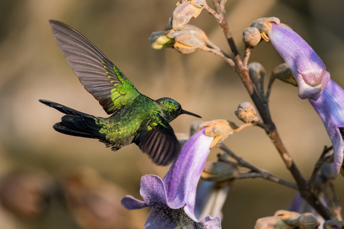 Violet-capped Woodnymph - ML624082080