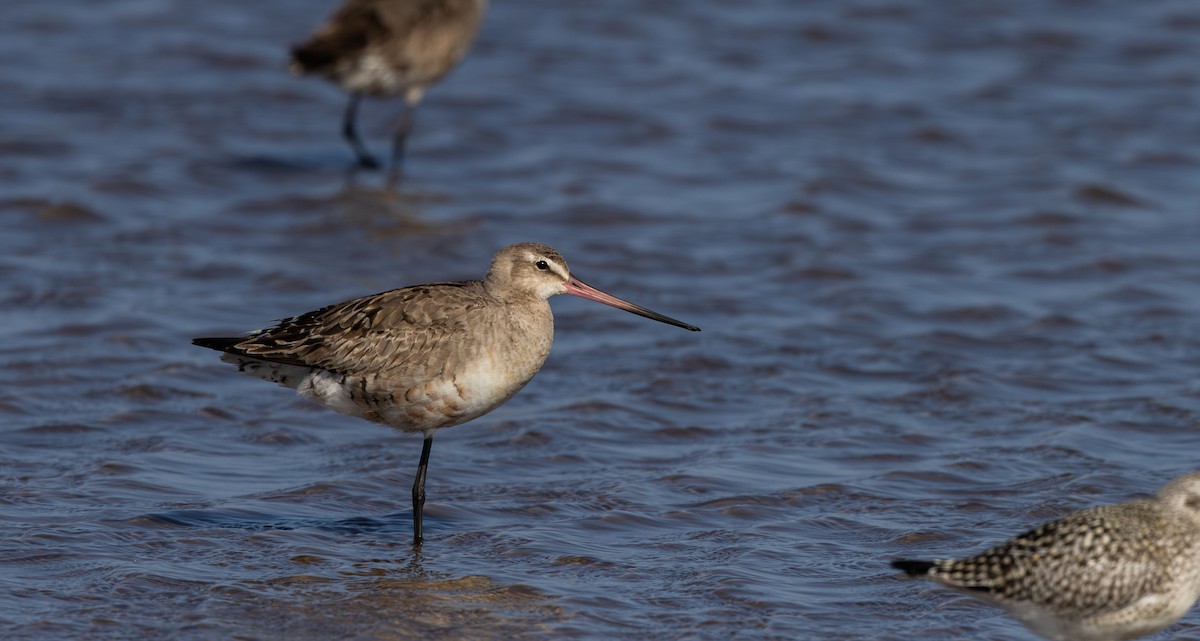 Hudsonian Godwit - Jay McGowan