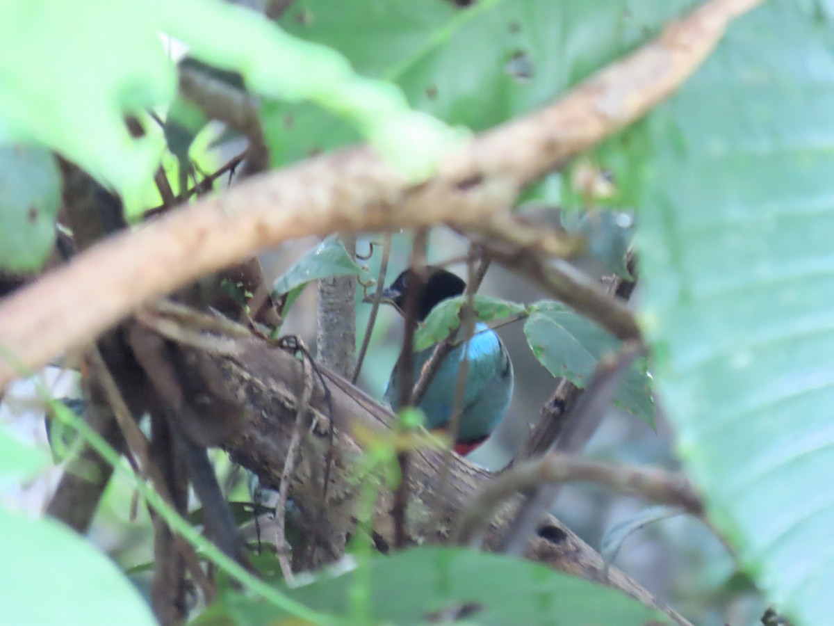 Western Hooded Pitta (Sunda) - ML624082091