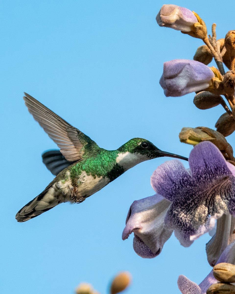 White-throated Hummingbird - ML624082103