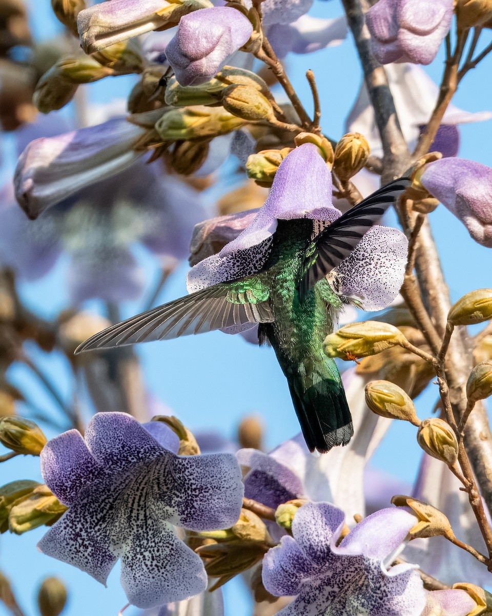 White-throated Hummingbird - ML624082105